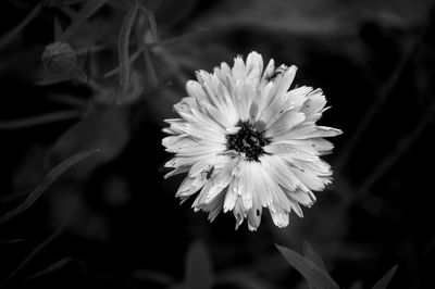 Close-up of white flower