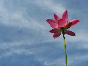 Low angle view of pink flowering plant against sky