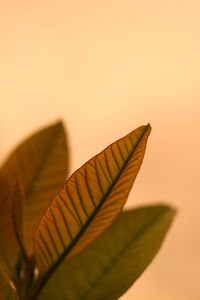 Close-up of leaves against sky