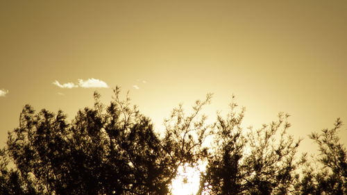 Low angle view of silhouette trees against sky