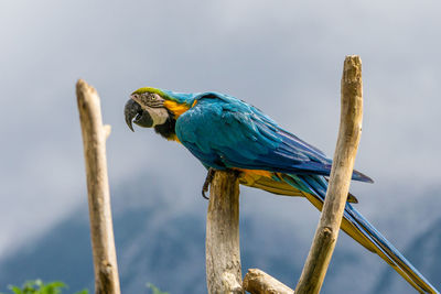 Close-up of bird perching on wooden post