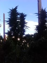 Low angle view of trees against blue sky