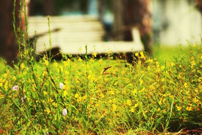 Close-up of yellow flowers on field