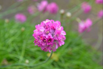 Close-up of pink flowers