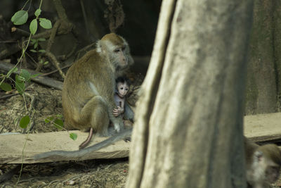 Monkey feeding infant in forest