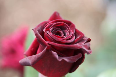 Close-up of red black rose