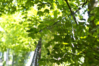 Low angle view of leaves on tree