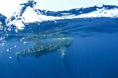 Fish swimming in sea