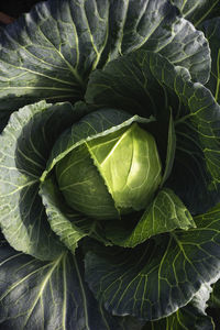 Close-up of cabbage
