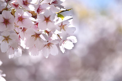 Close-up of fresh flowers blooming on tree