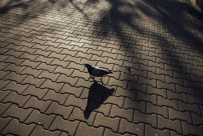 High angle view of bird perching on footpath