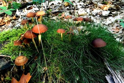 Close-up of mushroom growing on field