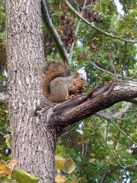 Squirrel on tree trunk in forest