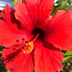 Close-up of red hibiscus blooming outdoors