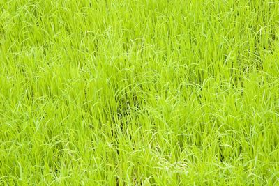 Full frame shot of grass in field