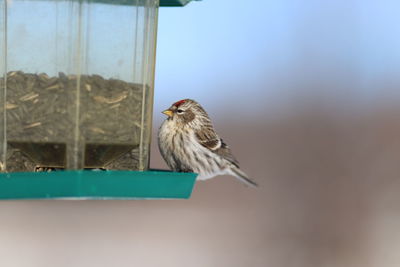 Bird perching on a feeder