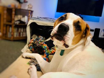 Close-up of dog looking at home