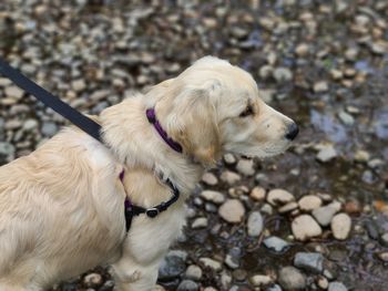 Full length of a dog on pebbles