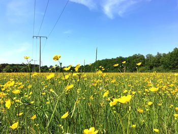 Scenic view of oilseed rape field against sky