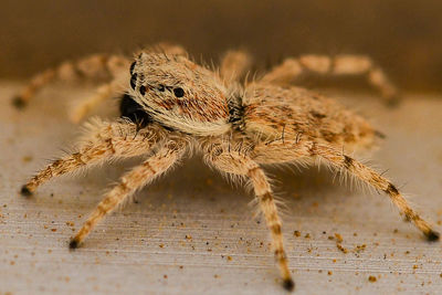 Close-up of spider