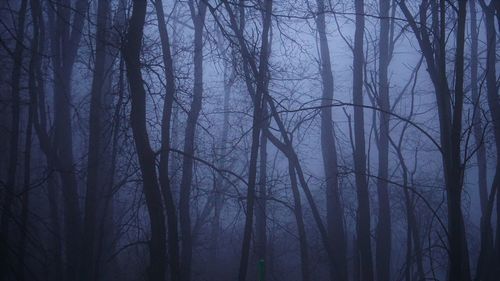 Bare trees in forest