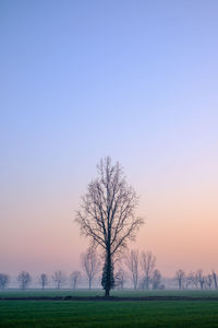 Bare tree on landscape against clear sky