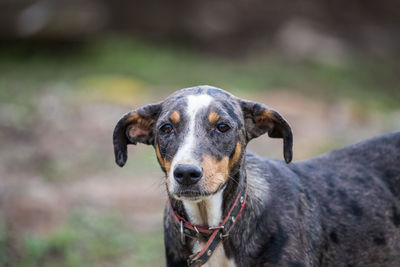 Close-up portrait of dog