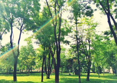 Trees in park against sky