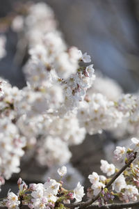 Close-up of cherry blossom flowers