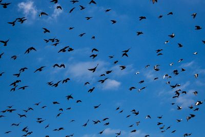 Low angle view of birds flying in sky