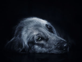 Close-up of dog looking away