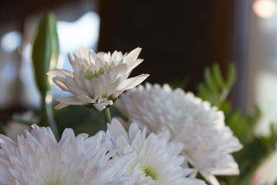 Close-up of white flowers blooming outdoors