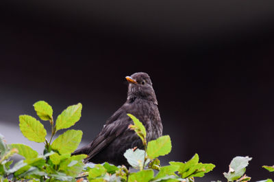 Close-up of bird perching on a plant