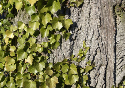 Close-up of ivy growing on tree trunk