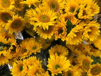 Close-up of yellow flowering plant