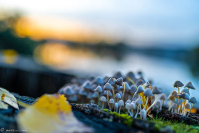 Close-up of yellow flowers on beach