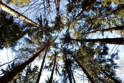Low angle view of trees in forest against sky