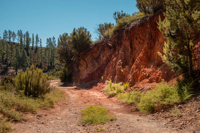 Dirt road amidst trees against sky