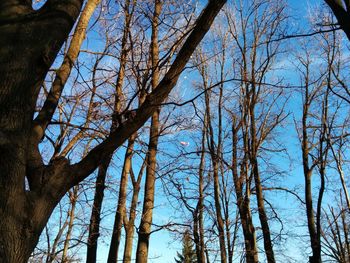 Low angle view of bare trees in forest