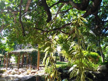 Trees in park