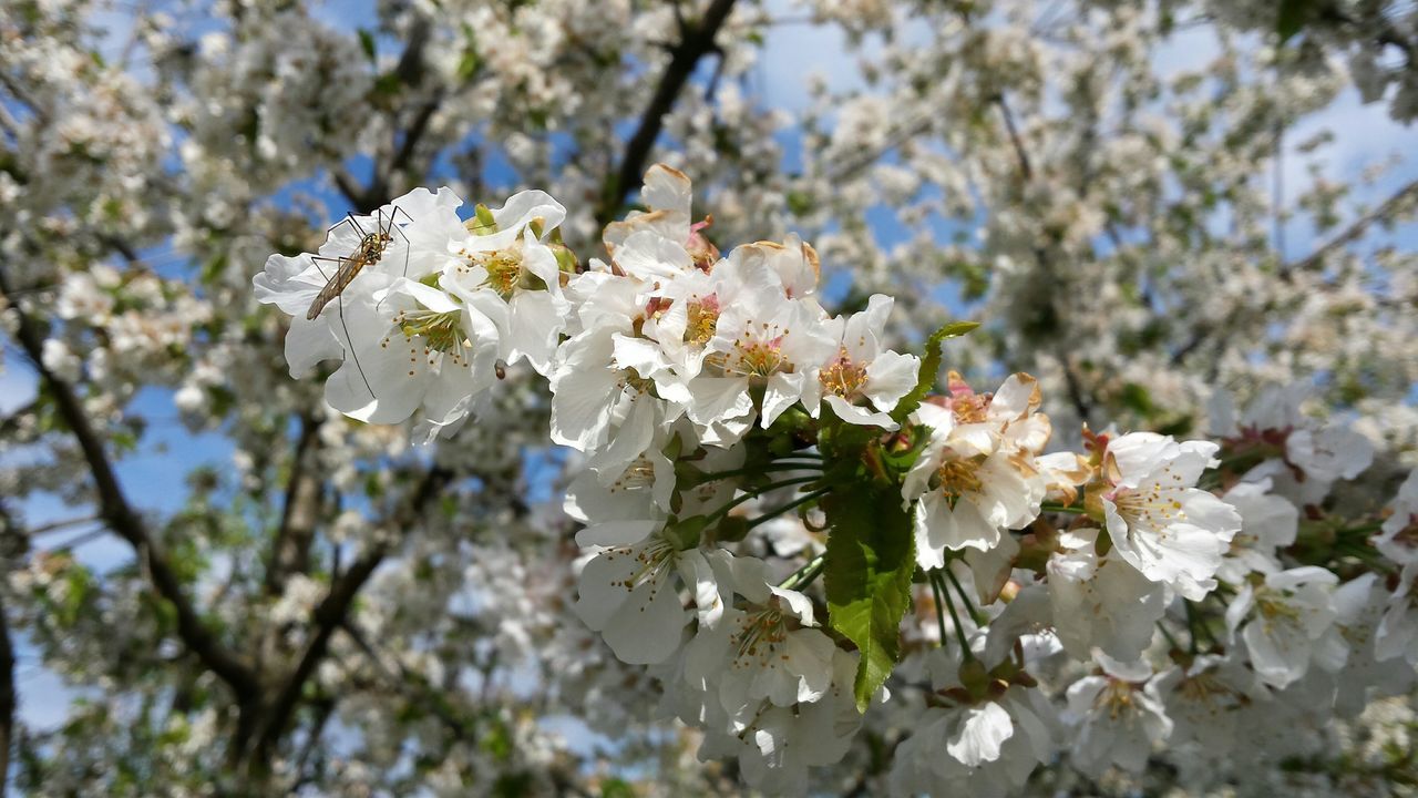 flower, freshness, growth, white color, fragility, tree, branch, cherry blossom, beauty in nature, petal, blossom, nature, focus on foreground, blooming, cherry tree, in bloom, close-up, low angle view, flower head, springtime
