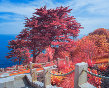 Autumn tree against sky