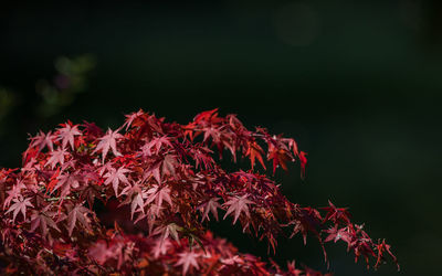 Full frame view of red leaves against a dark background