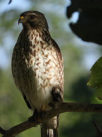 Close-up of bird perching on branch