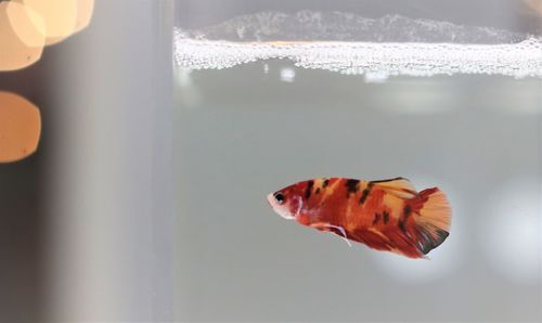 Close-up of fish swimming in water