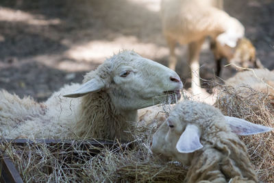 Sheep in a field