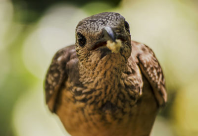 Close-up of bird holding food in beak