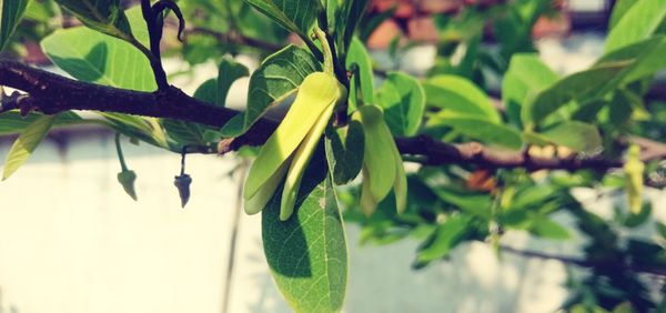 Close-up of fresh green leaves