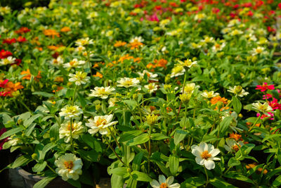 Close-up of flowers blooming in field