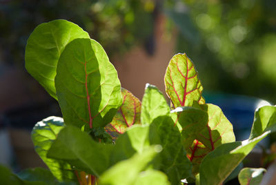 Close-up of fresh green vegetable leaves